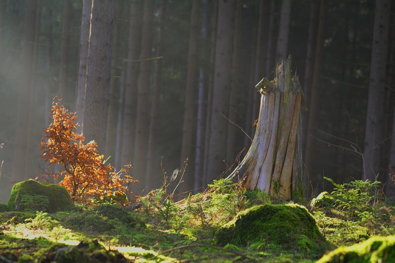 Enchanted Herbs