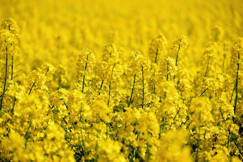 Magical Crops