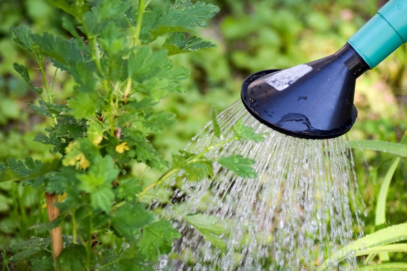 Crystal Watering Can