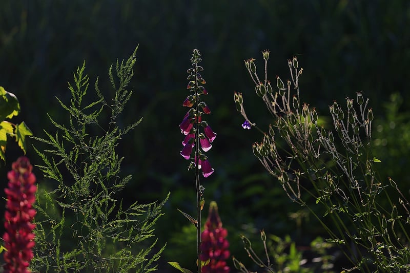 Garden Image