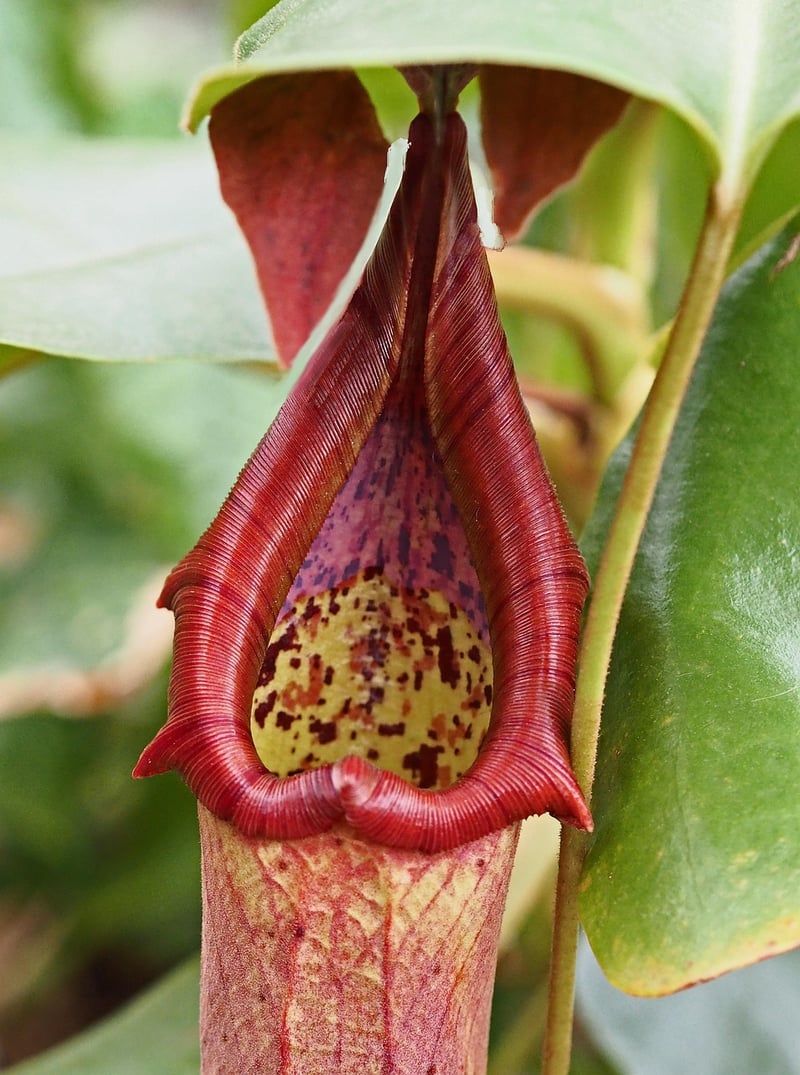 Pitcher Plant